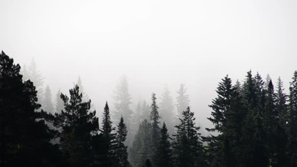 Gęsta Mgła Pokryta Gęstym Lasem Iglastym — Wideo stockowe