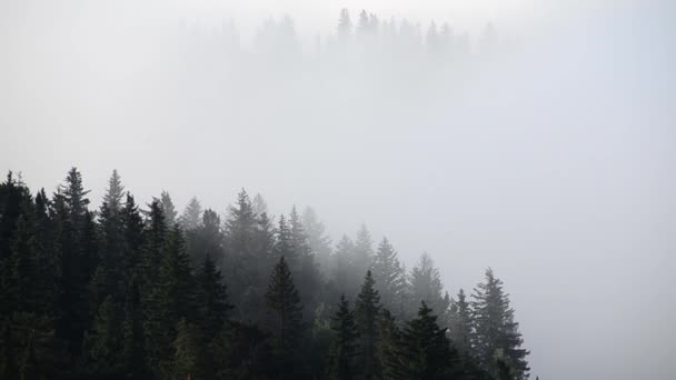 Fitta Nebbia Ricoperta Fitta Foresta Conifere — Video Stock