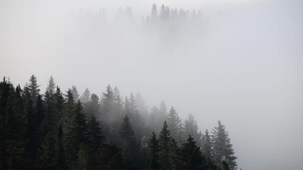 Thick Fog Covered Thick Coniferous Forest — Stock Video