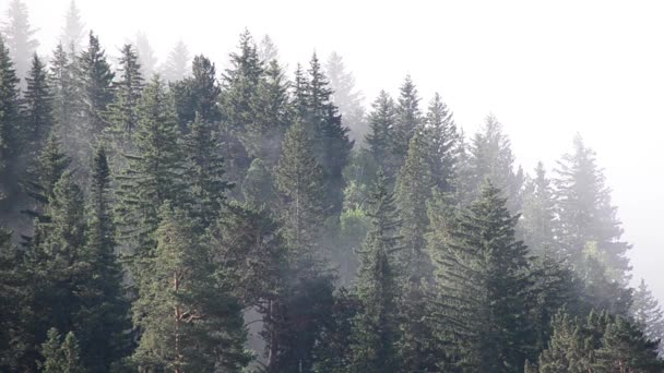 Fitta Nebbia Ricoperta Fitta Foresta Conifere — Video Stock