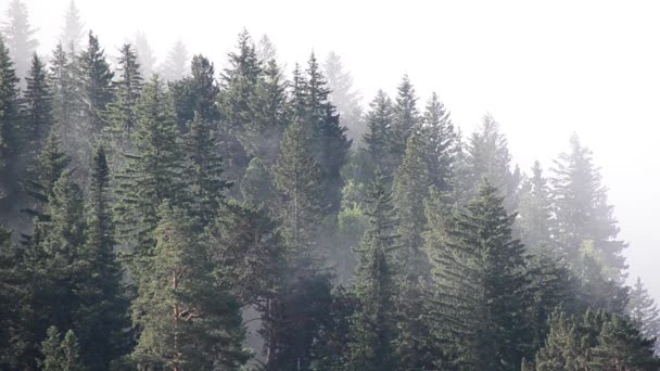 Thick Fog Covered Thick Coniferous Forest — Stock Video