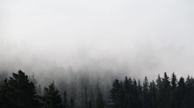 Yoğun kozalaklı ormanlarla kaplı kalın bir sis.