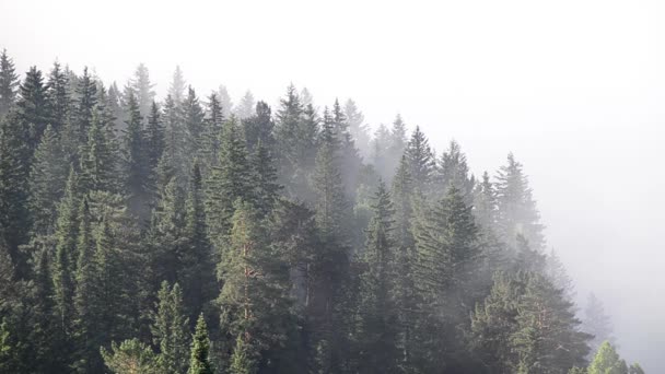 Fitta Nebbia Ricoperta Fitta Foresta Conifere — Video Stock