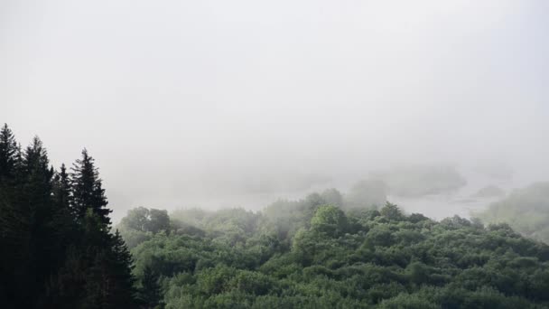 Πυκνή Ομίχλη Καλυμμένη Πυκνό Κωνοφόρο Δάσος Βουνό Ποτάμι Στην Ομίχλη — Αρχείο Βίντεο