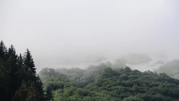 浓雾覆盖着茂密的针叶林 晨雾中的山河 — 图库视频影像