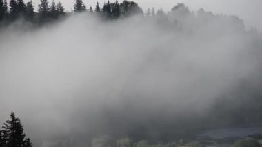Yoğun kozalaklı ormanlarla kaplı kalın bir sis.