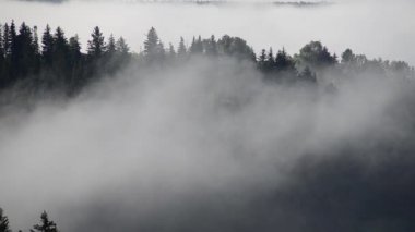 Yoğun kozalaklı ormanlarla kaplı kalın bir sis.