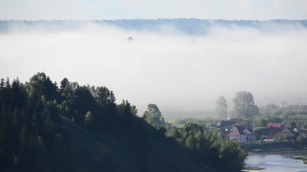 Dichter Nebel Bedeckt Von Dichtem Nadelwald — Stockvideo