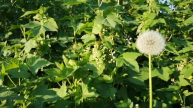 Rüzgar karahindiba tohumları savurur ve her yere yayılır.