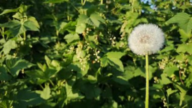 Rüzgar karahindiba tohumları savurur ve her yere yayılır.