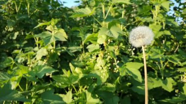Rüzgar karahindiba tohumları savurur ve her yere yayılır.
