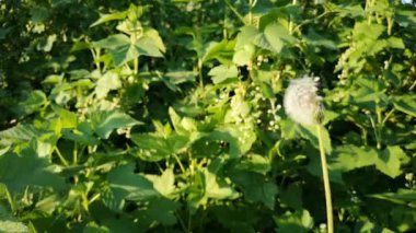 Rüzgar karahindiba tohumları savurur ve her yere yayılır.