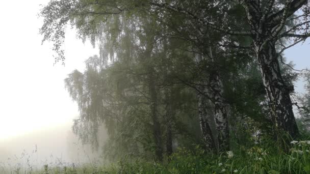 晨雾浓密 阳光穿过白桦林 — 图库视频影像