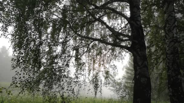 Nevoeiro Manhã Espesso Com Sol Que Passa Por Bosque Vidoeiro — Vídeo de Stock