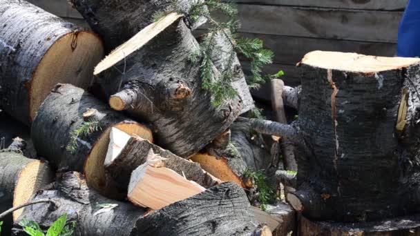 暖かい夏の日に 斧を持った男がモミの木を切り刻む — ストック動画
