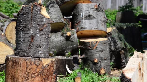 Ciepły Letni Dzień Człowiek Siekierą Rąbiącą Drewno Jodłowe — Wideo stockowe