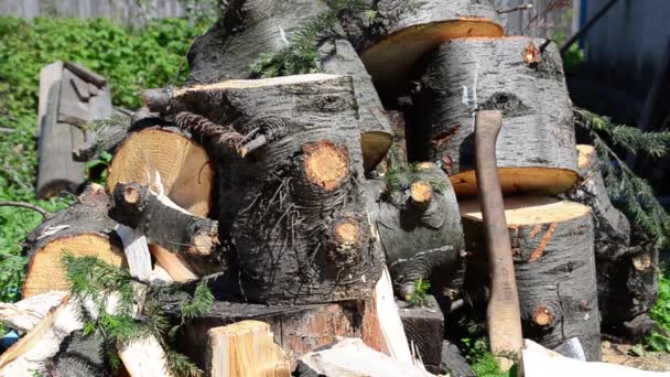 Warm Summer Day Man Axe Chopping Fir Wood — Stock Video