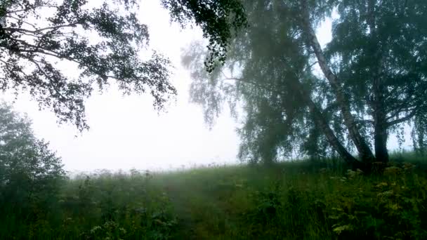 Sobrevolando Abedul Una Espesa Niebla Matutina — Vídeos de Stock