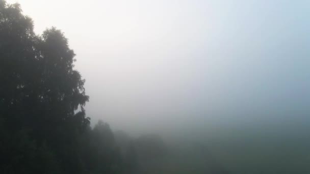 Survolant Bosquet Bouleaux Dans Épais Brouillard Matinal — Video