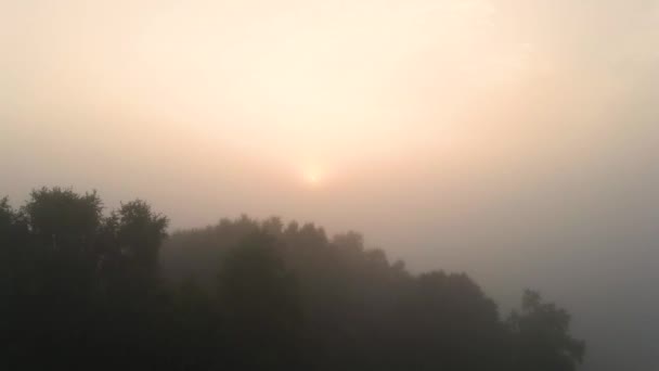 survolant un bosquet de bouleaux dans un épais brouillard matinal.