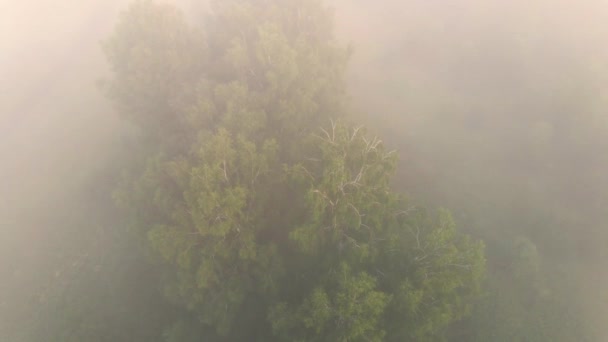 Voando Sobre Bosque Bétula Uma Densa Névoa Matinal — Vídeo de Stock