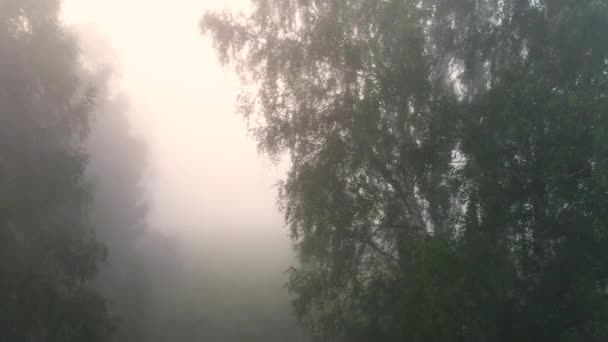 Sobrevolando Abedul Una Espesa Niebla Matutina — Vídeo de stock