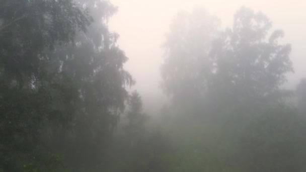 Flug Über Einen Birkenhain Dichten Morgennebel — Stockvideo