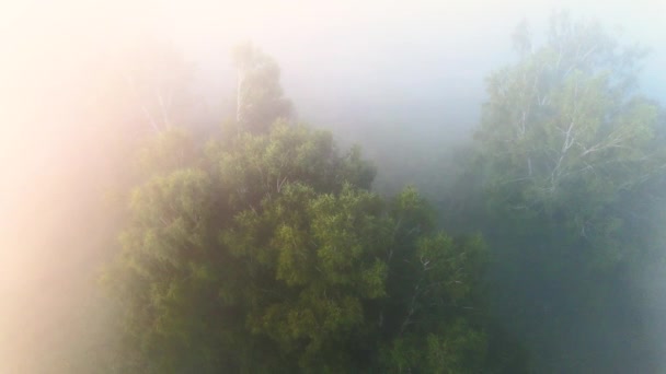 Пролетев Над Березовой Рощей Густом Утреннем Тумане — стоковое видео