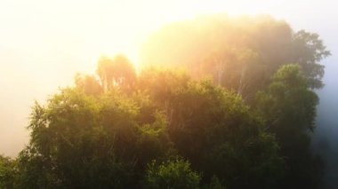 Yoğun bir sabah sisinde bir huş ağacının üzerinden uçuyor..