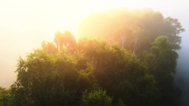 Survolant Bosquet Bouleaux Dans Épais Brouillard Matinal — Video