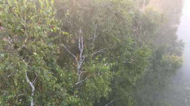 Voando Sobre Bosque Bétula Uma Densa Névoa Matinal — Vídeo de Stock