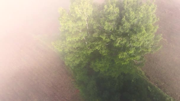 Voando Sobre Bosque Bétula Uma Densa Névoa Matinal — Vídeo de Stock