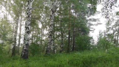 Yoğun bir sabah sisi. Güneş huş ağacından geçiyor.