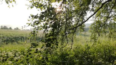 Yoğun bir sabah sisi. Güneş huş ağacından geçiyor.