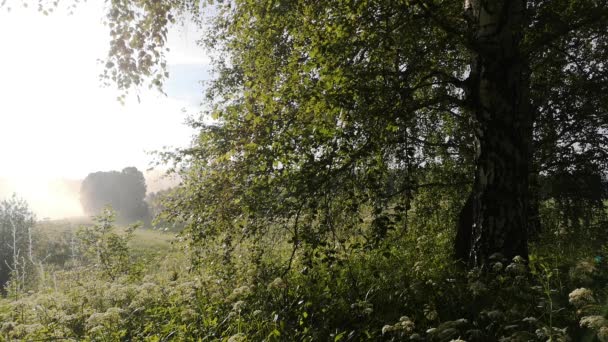 Yoğun Bir Sabah Sisi Güneş Huş Ağacından Geçiyor — Stok video