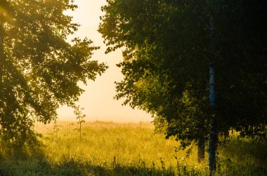 Sabah sisi. Güneş ışığı huş ağaçlarının ve kozalaklı ağaçların arasından geçer..