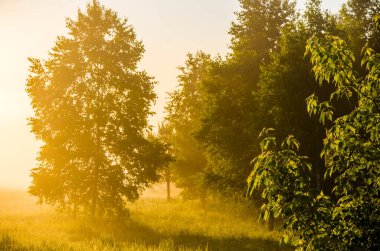 Sabah sisi. Güneş ışığı huş ağaçlarının ve kozalaklı ağaçların arasından geçer..