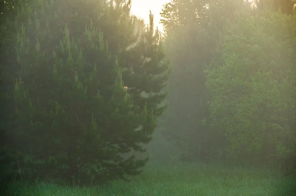 Niebla Matutina Luz Del Sol Penetra Través Abedules Coníferas — Foto de Stock