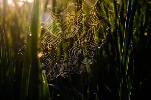 Toiles Araignée Dans Brume Matinale Verts Juteux — Photo