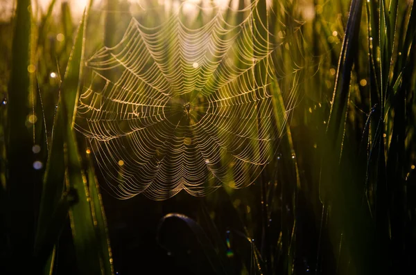 Toiles Araignée Dans Brume Matinale Verts Juteux — Photo