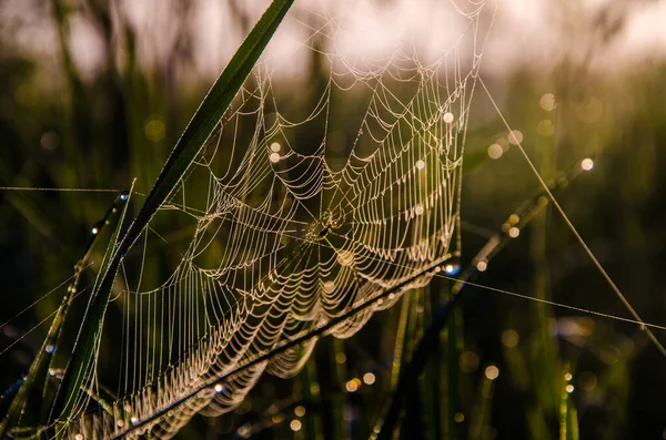 Toiles Araignée Dans Brume Matinale Verts Juteux — Photo