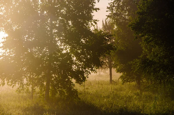 Morgennebel Sonnenlicht Dringt Durch Birken Und Nadelbäume Ein — Stockfoto