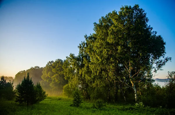 Ranní Mlha Slunce Proniká Břízami Jehličnany — Stock fotografie