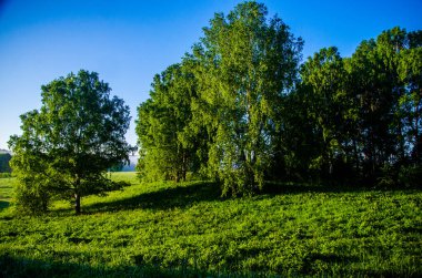 Güneş ışınları huş yapraklarını delip geçiyor. Yoğun sabah sisi.