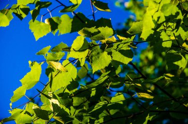 Güneş ışınları huş yapraklarını delip geçiyor. Yoğun sabah sisi.