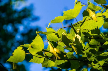 Güneş ışınları huş yapraklarını delip geçiyor. Yoğun sabah sisi.