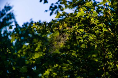 Güneş ışınları huş yapraklarını delip geçiyor. Yoğun sabah sisi.