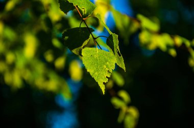 Güneş ışınları huş yapraklarını delip geçiyor. Yoğun sabah sisi.