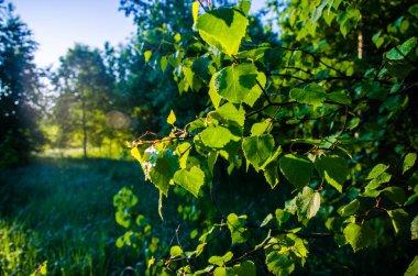 Güneş ışınları huş yapraklarını delip geçiyor. Yoğun sabah sisi.