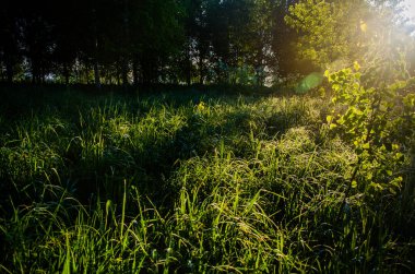 Güneş ışınları huş yapraklarını delip geçiyor. Yoğun sabah sisi.